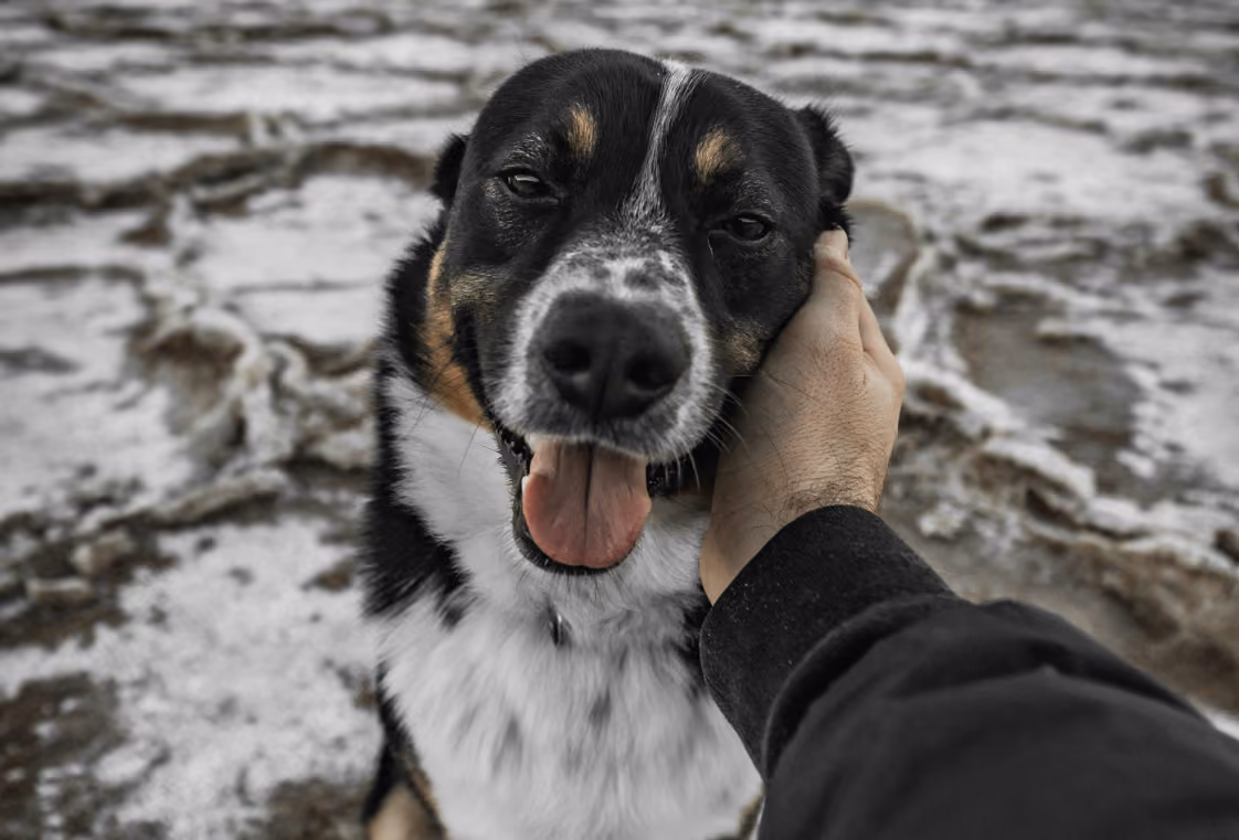 Happy black-and-tan dog with a person’s hand gently cupping its muzzle outdoors