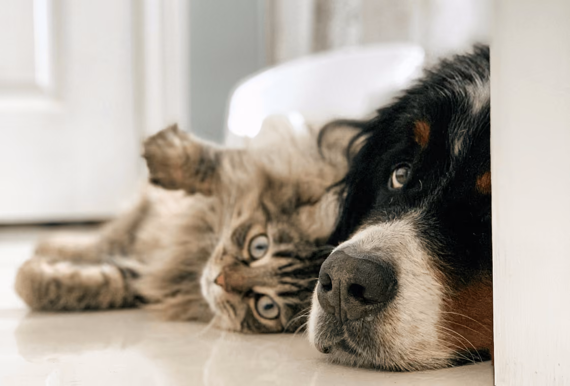 Tabby cat and Bernese mountain dog lying together on a glossy floor in a bright room