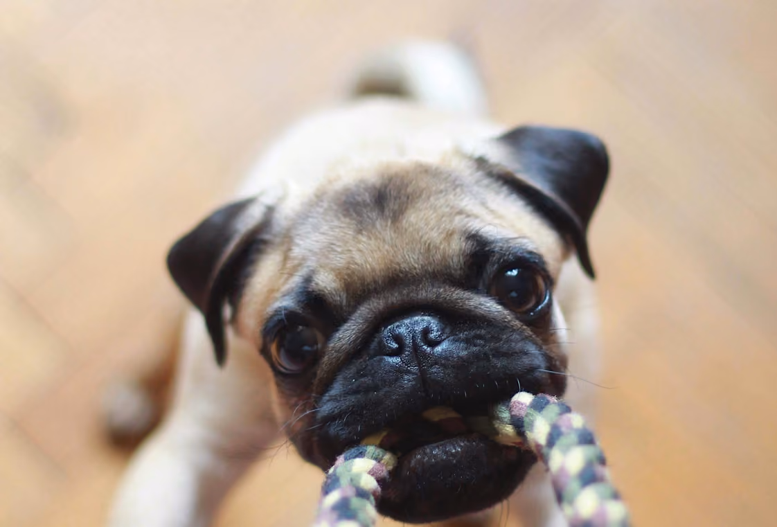Pug puppy holding a braided rope toy and looking up from a light hardwood floor