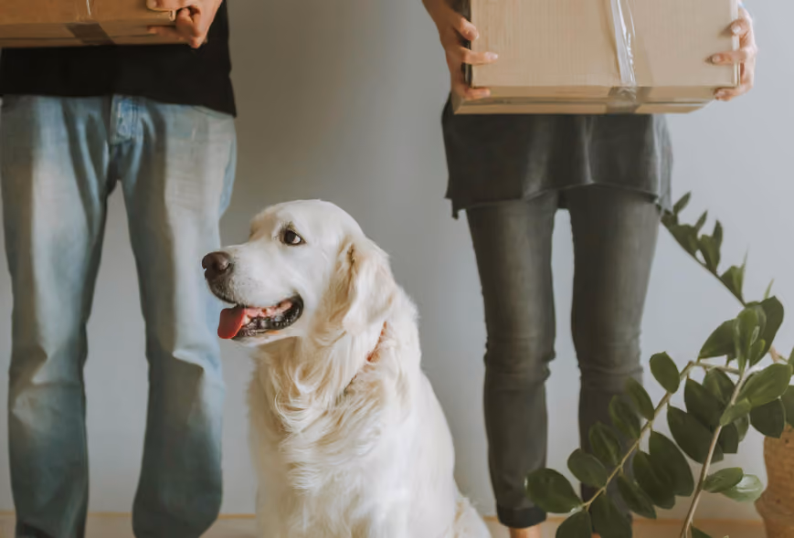 Golden retriever sitting between two people holding moving boxes in a minimalist room