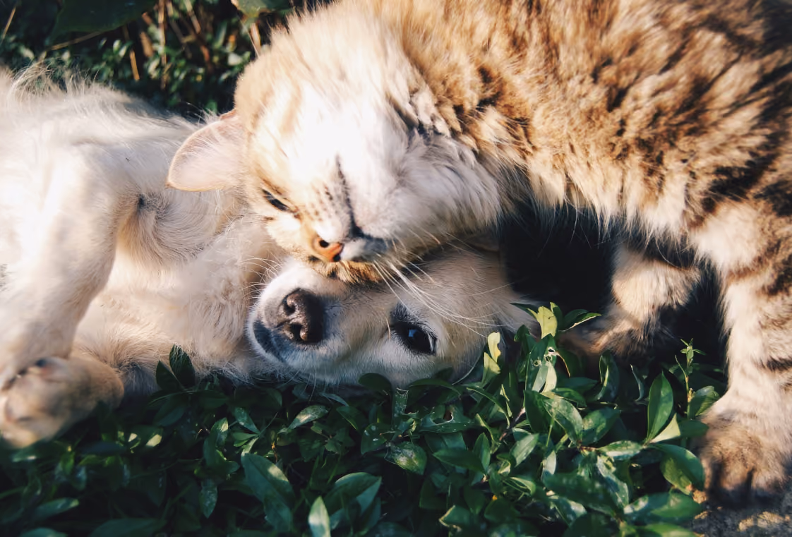 Long-haired tabby cat resting its head against a cream dog lying on its back on green leaves in sunlight