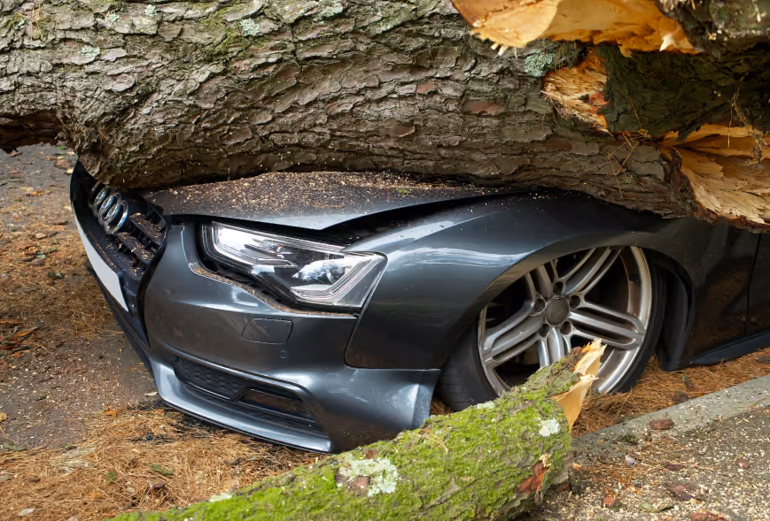 Dark sedan crushed under a huge fallen tree trunk with splintered branches on the ground