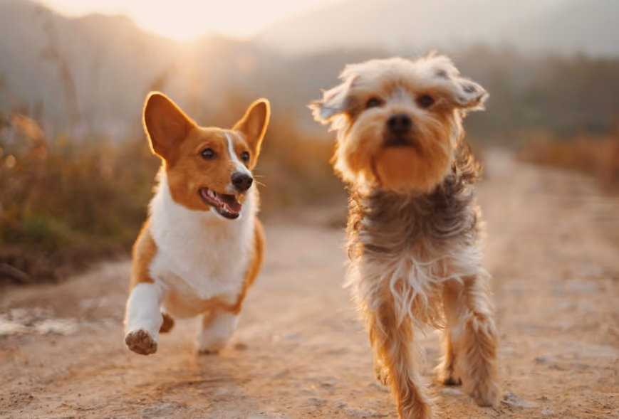 Corgi and small terrier sprinting toward the camera on a dusty path at golden hour