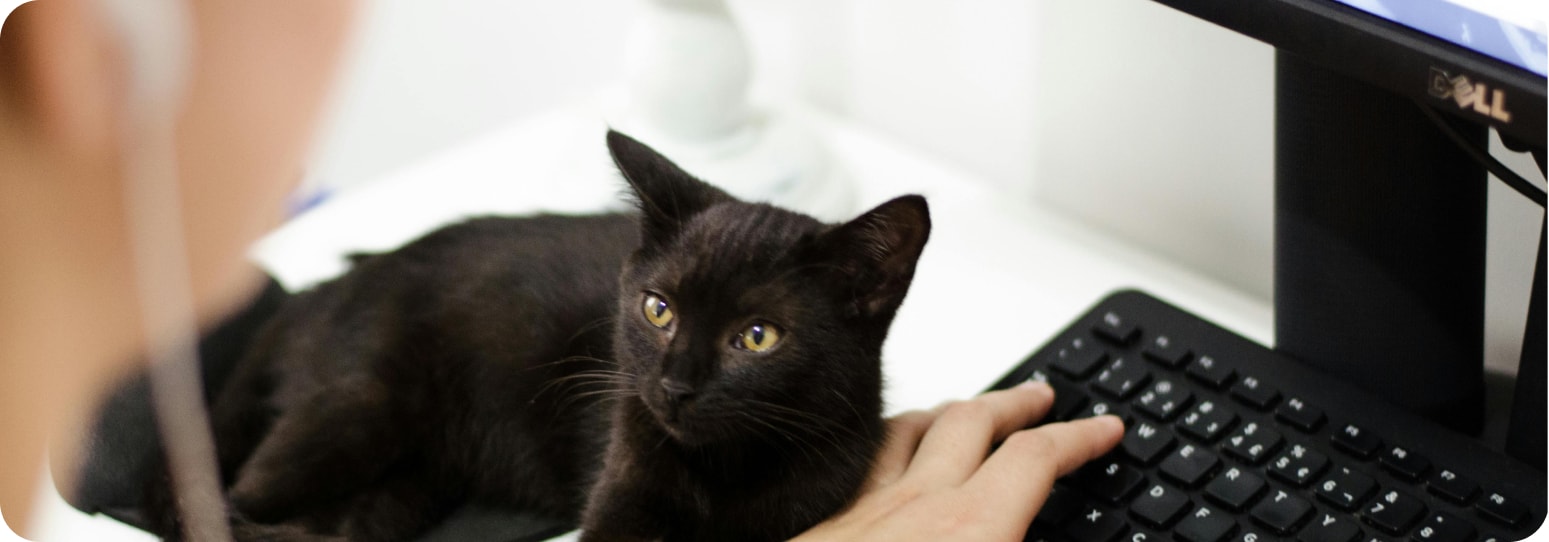 A black cat paying on someone's hand while they type