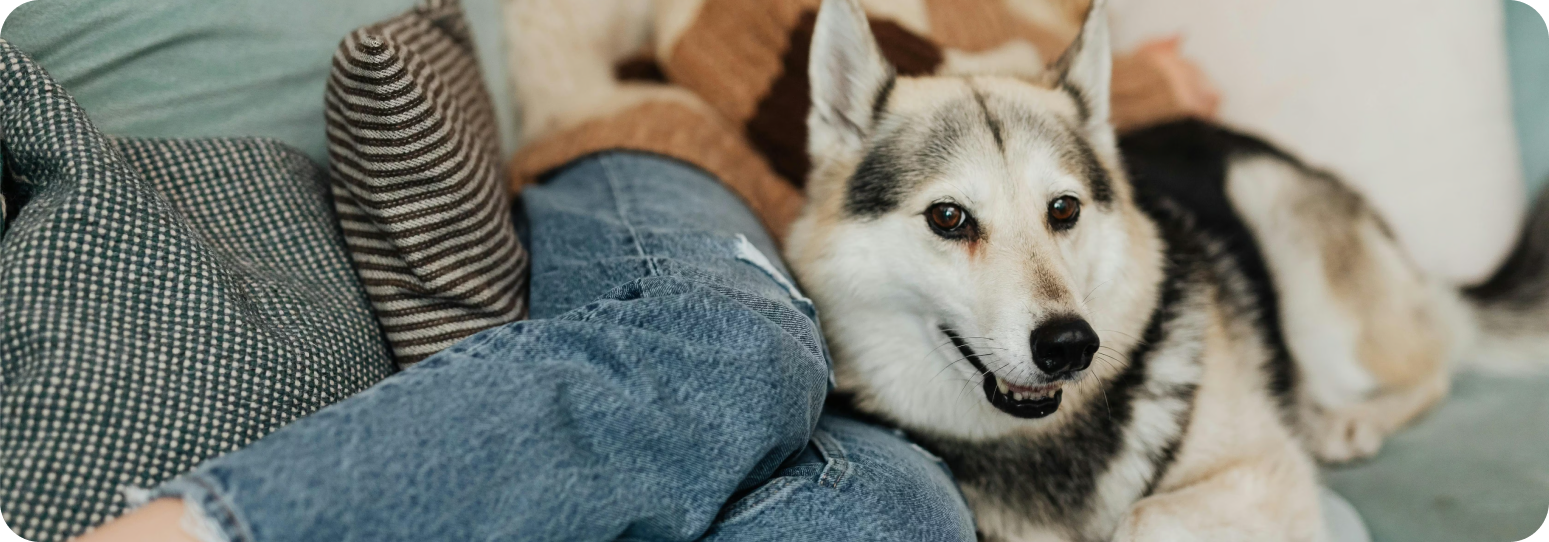 A dog and a person laying on the couch together