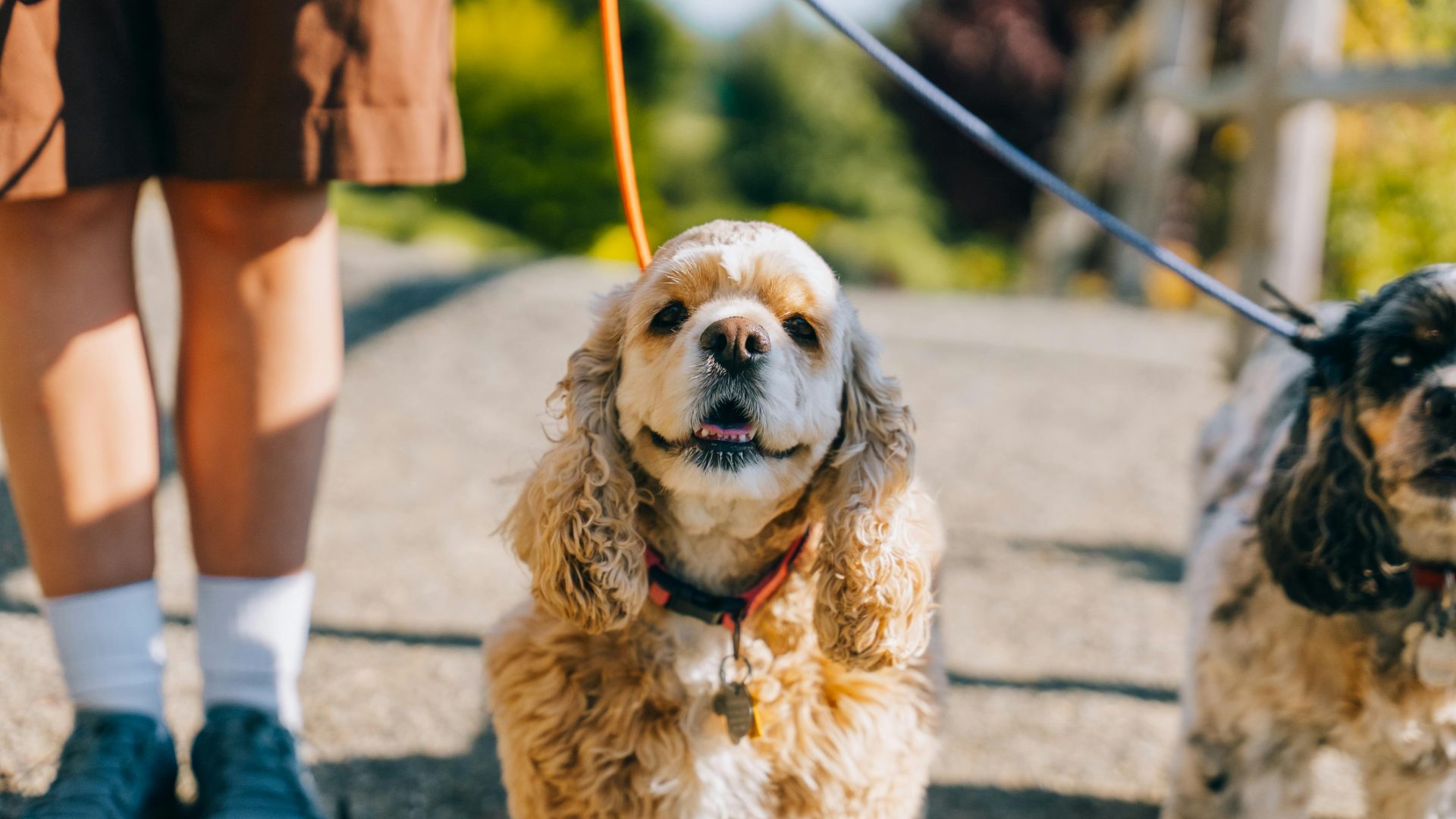 Person embracing a smiling golden dog outdoors with hills and water softly blurred behind them