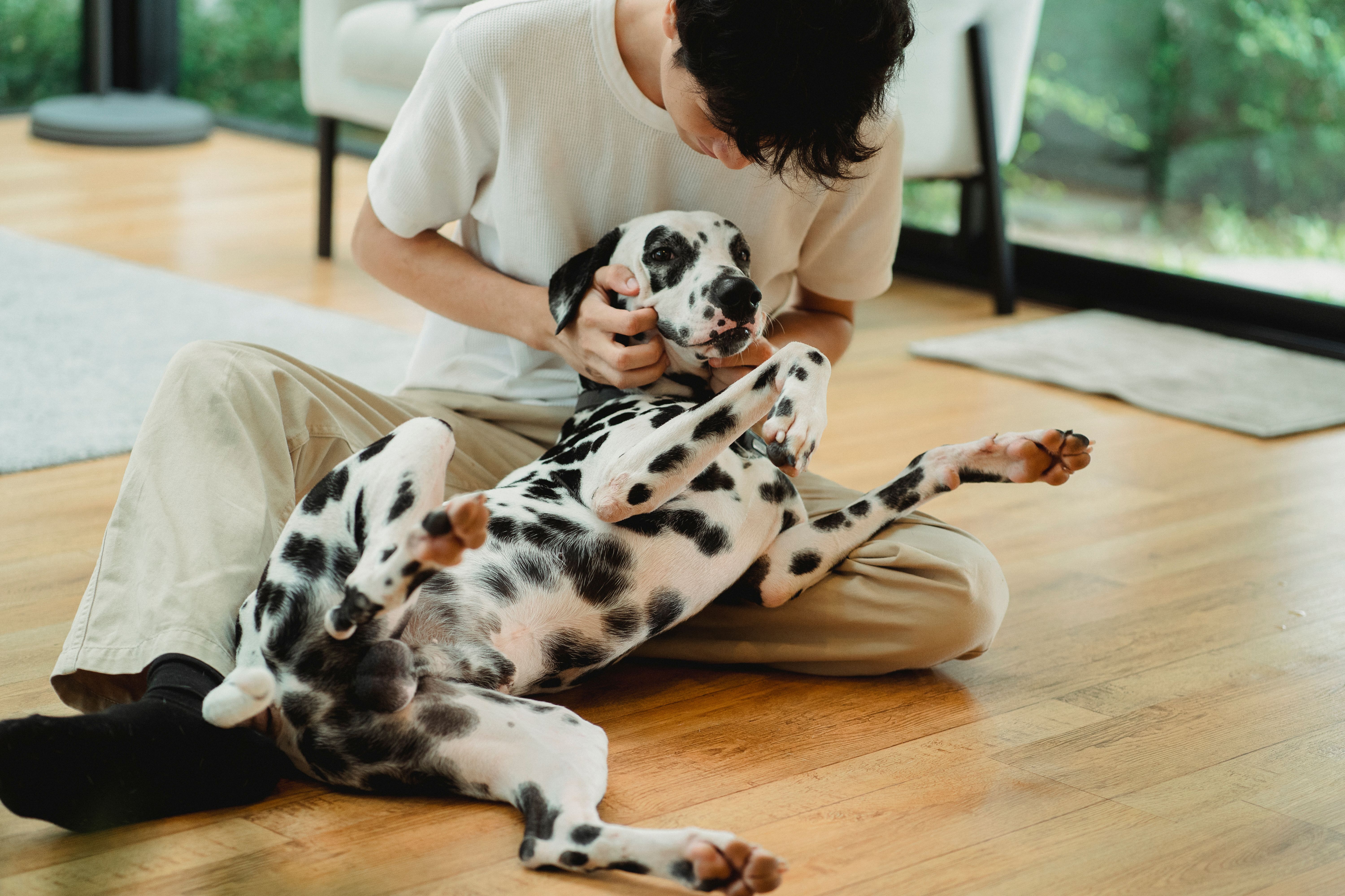 a person playing with a dog on the floor