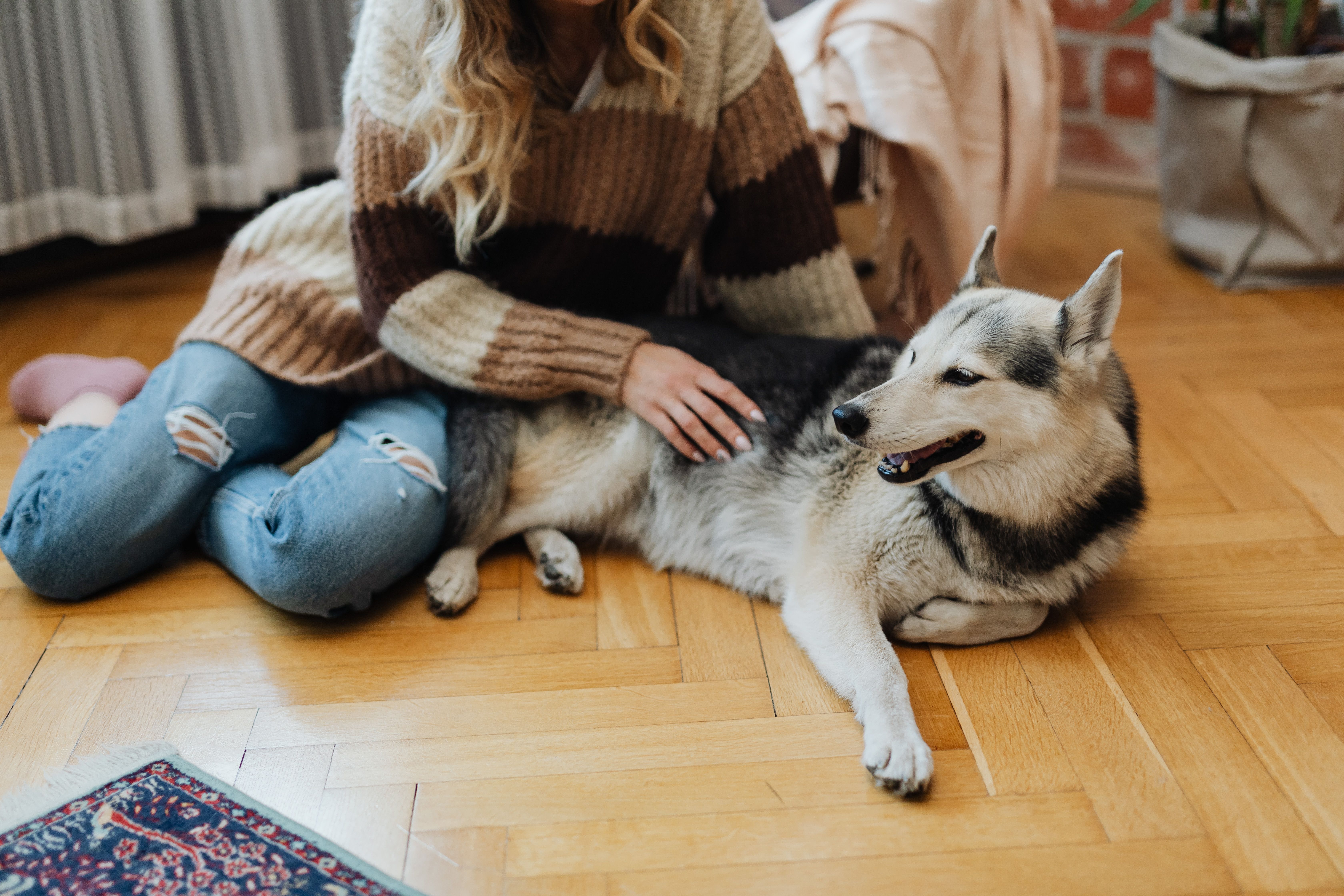 A person playing with a dog on the floor