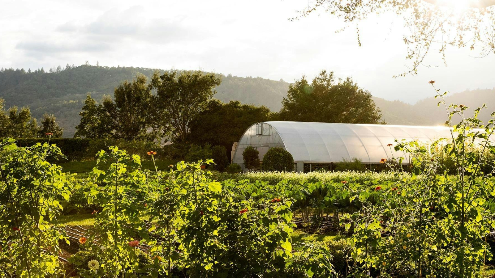 The French Laundry Culinary Garden features lush rows of fresh vegetables and herbs growing in the foreground with a greenhouse structure nestled among rolling hills and mature trees in Napa Valley