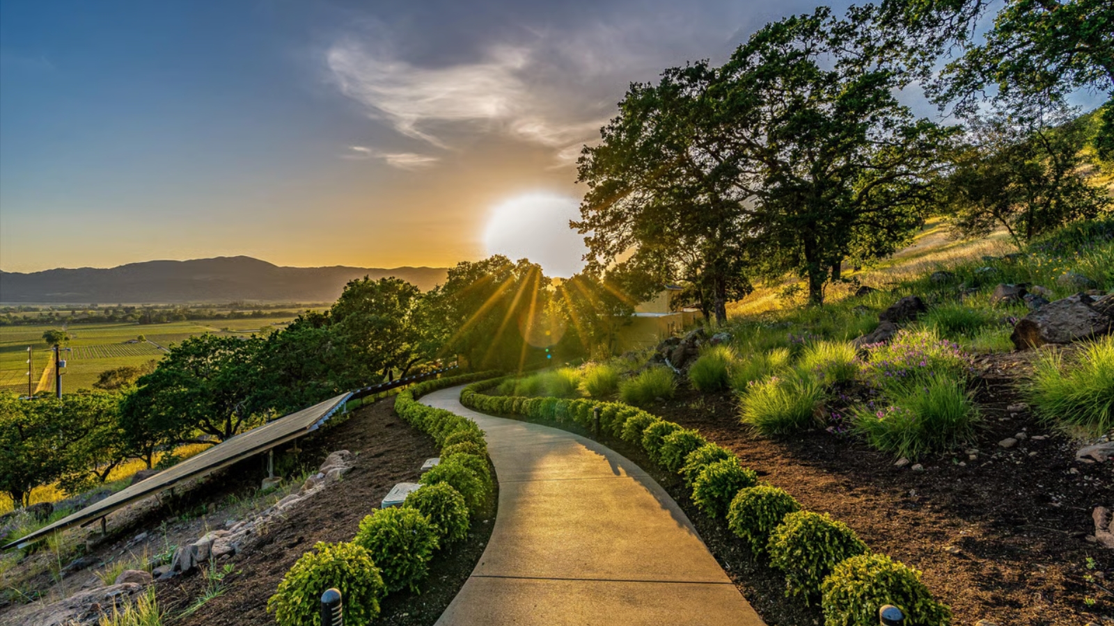 The Silverado Trail scenic pathway winds through manicured vineyards and native landscaping with golden sunset light illuminating rolling hills and distant mountains.