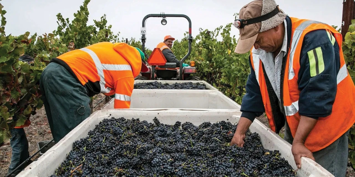 Wineries During Harvest Season showing workers in safety vests collecting freshly harvested grapes in bins surrounded by vineyard rows during active grape picking and processing operations.