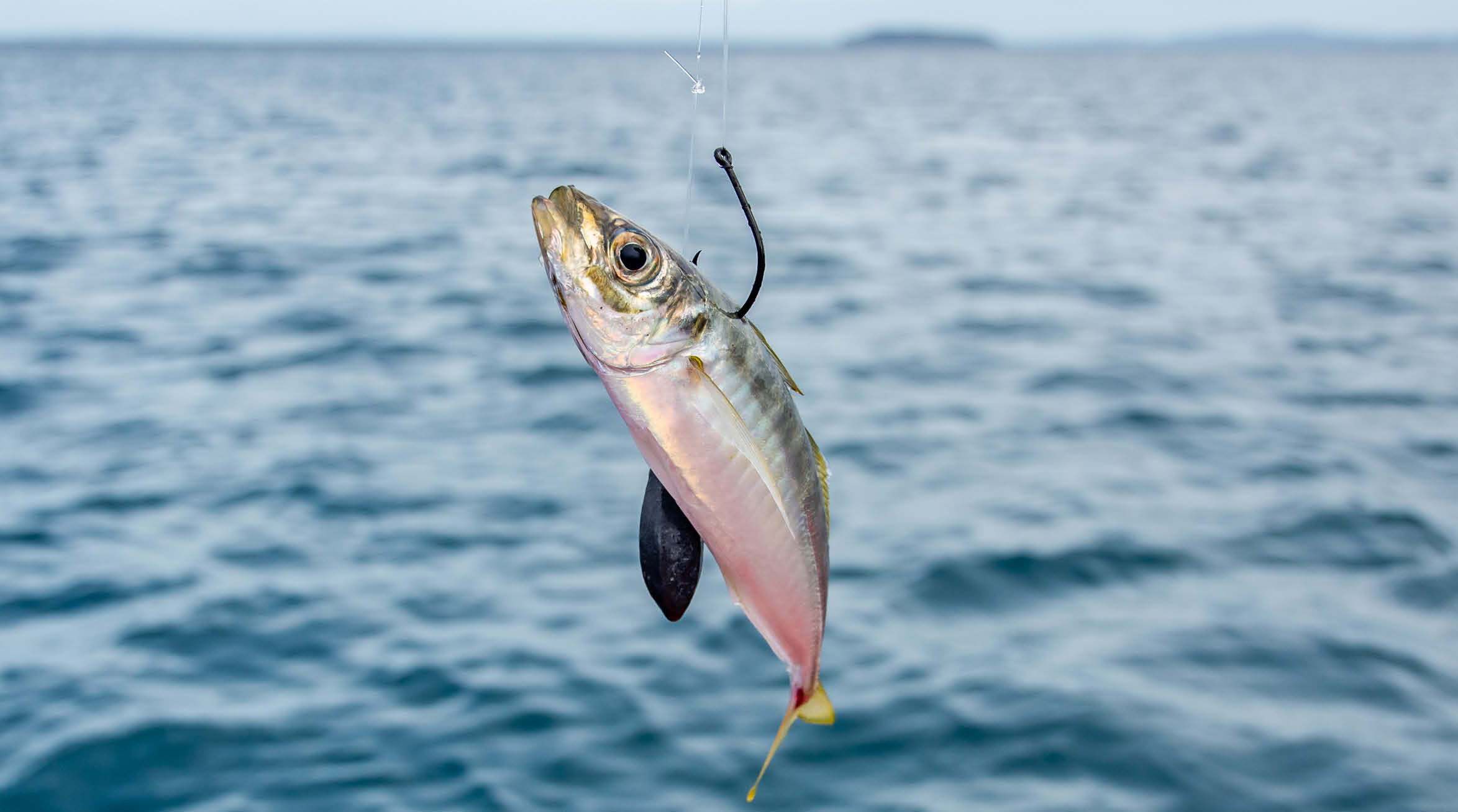 Hooks For Livebaiting Success - Fishing Guide