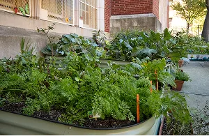 School garden with raised beds filled with leafy vegetables and plants