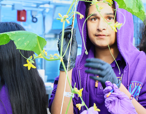 A student wearing black gloves examines green plants with yellow flowers during a hands-on science activity