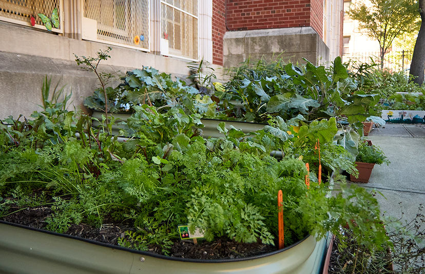 A raised metal garden bed filled with lush green leafy vegetables, such as carrots, growing outdoors near a red brick school building.