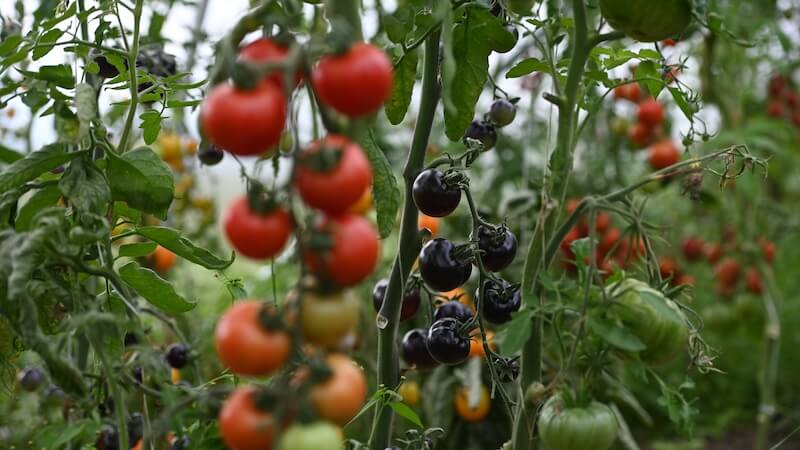 Verschiedene reife Tomatenarten, darunter rote, schwarze und grüne, an Tomatenpflanzen in einem Garten.