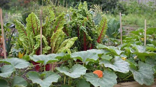 Gemüsegarten mit Mangoldpflanzen und großen grünen Blättern von Kürbispflanzen.