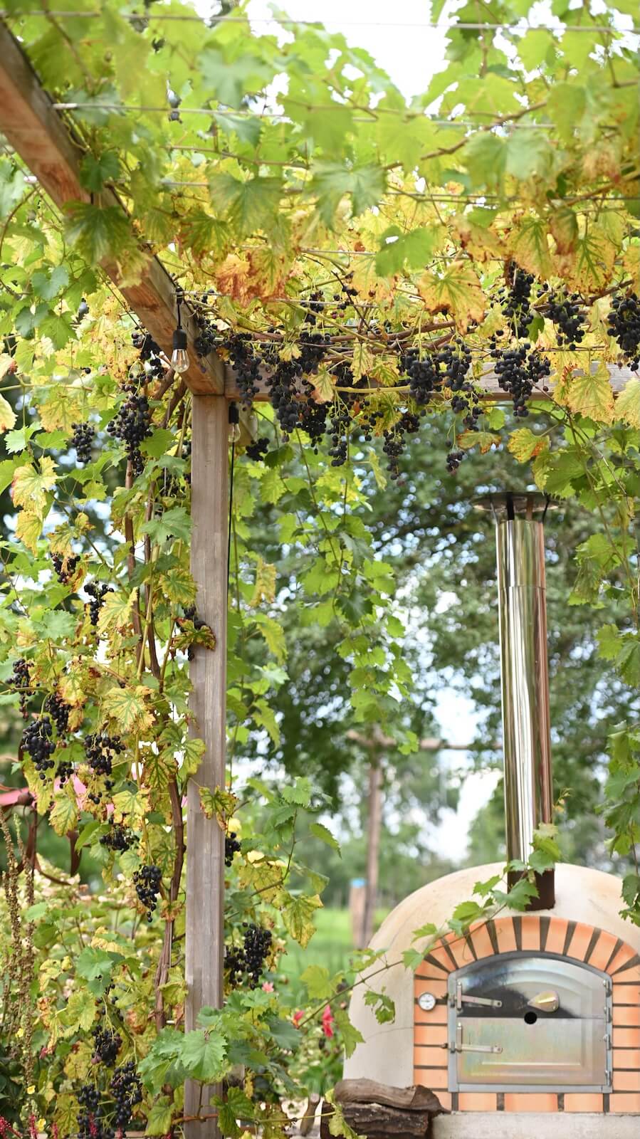 Weinranken mit dunklen Trauben hängen über einem Holzrahmen neben einem gemauerten Pizzaofen im Freien.