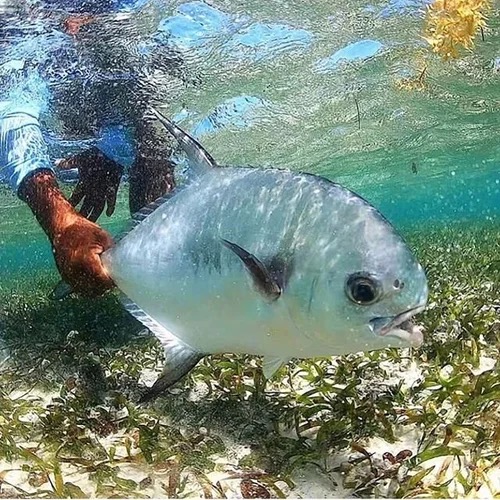 Underwater Permit 