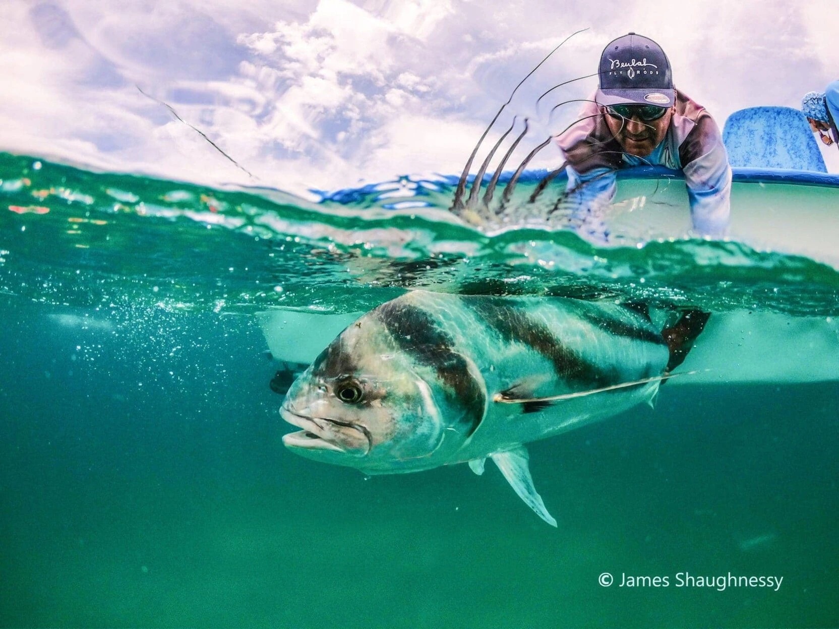 Underwater shot of a Roosterfish in Baja Mexico