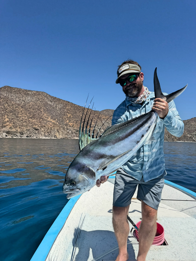 baja roosterfish