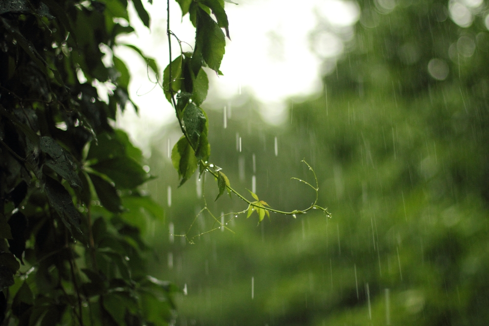 How to Protect Your HOA Landscape from Severe Storm Damage in DC, Virginia & Maryland