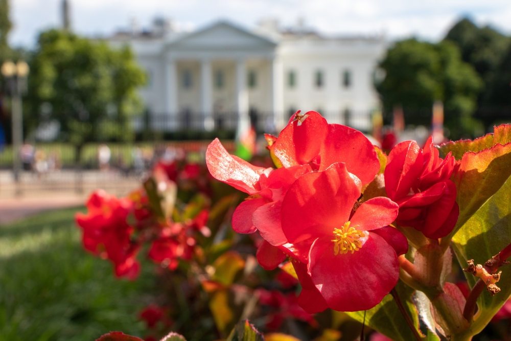 Top Activities to Enjoy in Washington, D.C. in Spring and Summer
