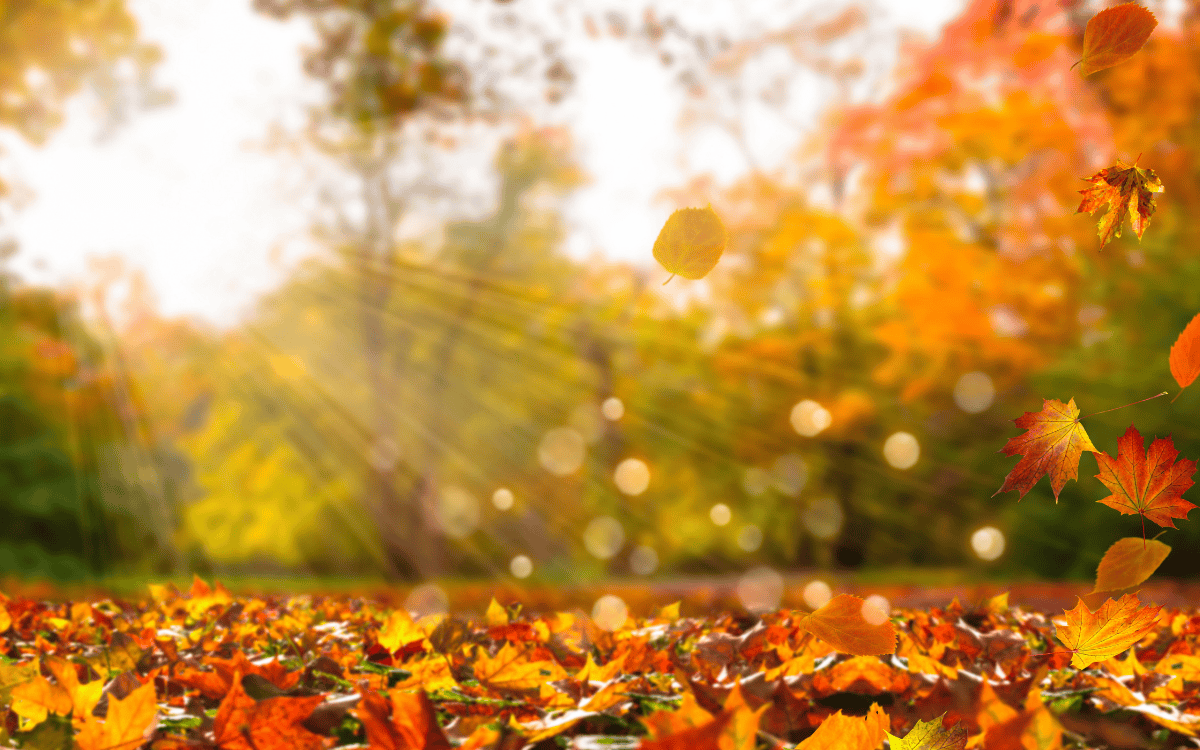 Outdoor Adventures: Hiking, Camping, and Fishing This Fall Near Soddy-Daisy
