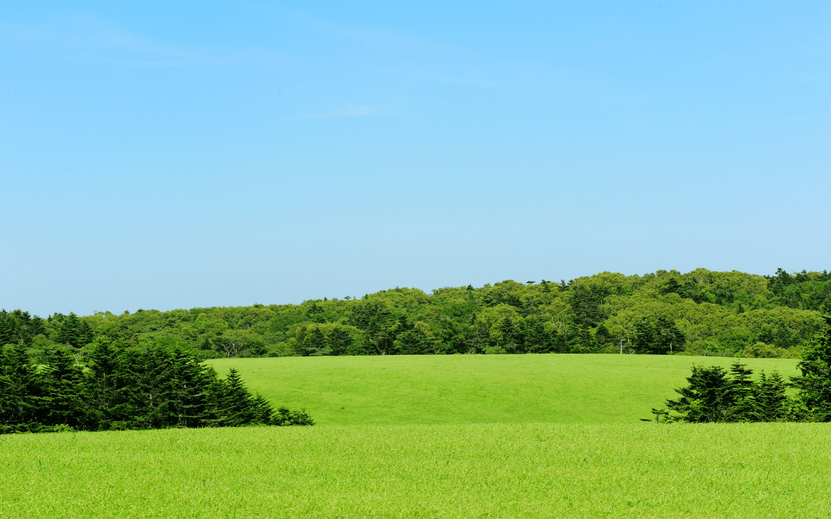Why Summer Is the Best Time to Walk Raw Land Before Buying in Tennessee