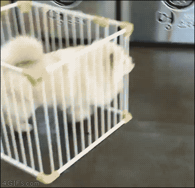 GIF chien
