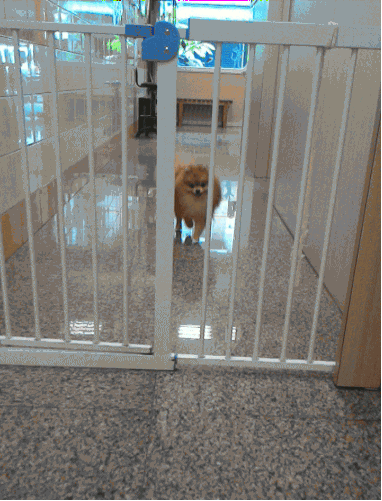chien sort d'une cage