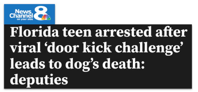 Florida Teen arrested after viral door kick challenge leads to dog's death: deputies