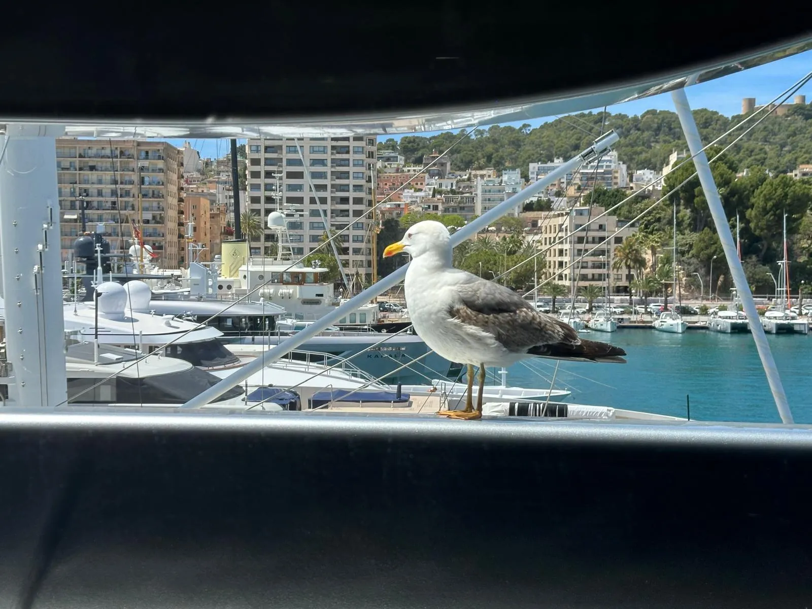 Seagull standing on a railing with a marina, boats, buildings, and hills in the background.