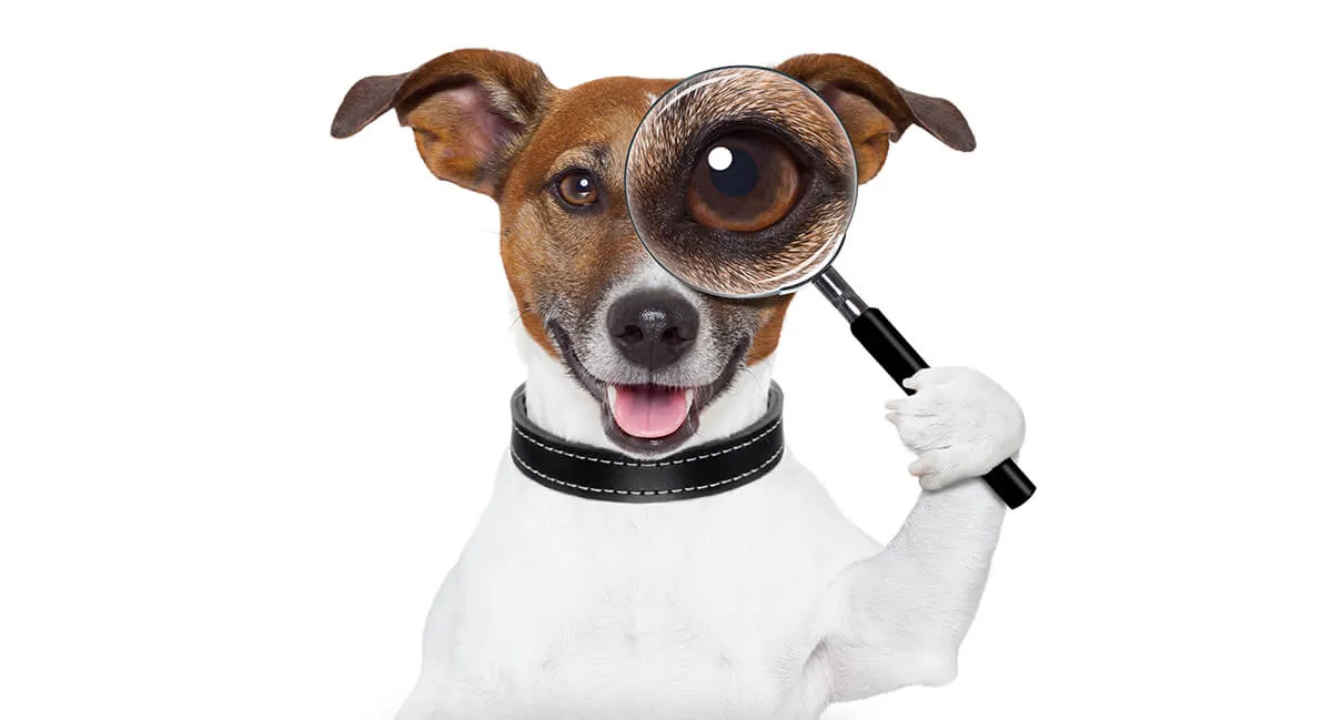 Dog holding magnifying glass that enlarges one eye, smiling on white background.