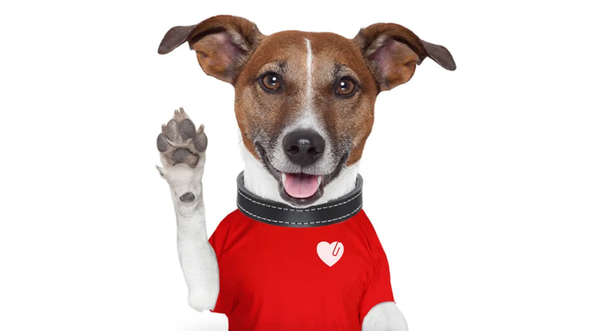 Happy dog wearing a red shirt with a white heart icon, raising one paw as if waving.