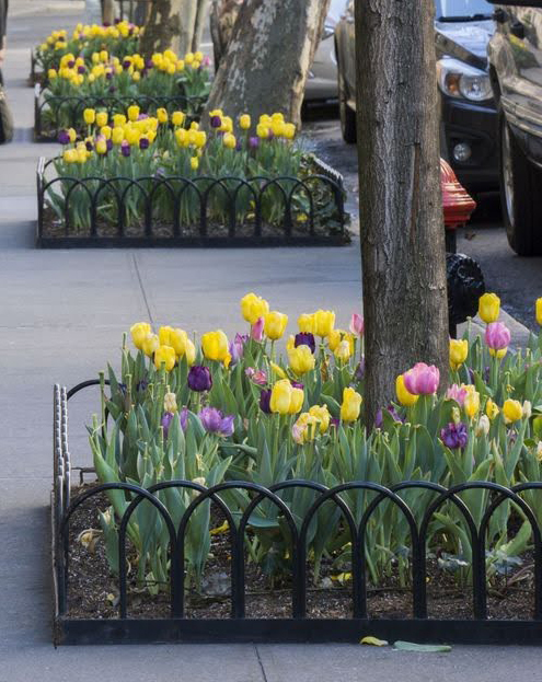 Street sidewalk with small fenced garden beds containing yellow, purple, and pink tulips around tree trunks.