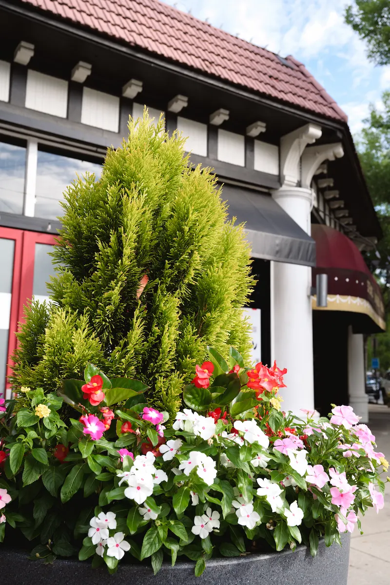 Green shrub and colorful flowers in stone planter outside building with red double doors.