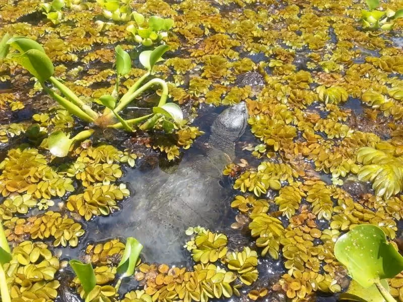 Sumpflandschaft im atlantischen Regenwald bei Porto Alegre