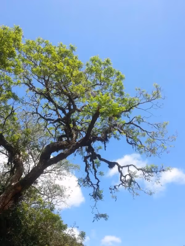 Er gab einem ganzen Land seinen Namen: Der Pau Brasil-Baum