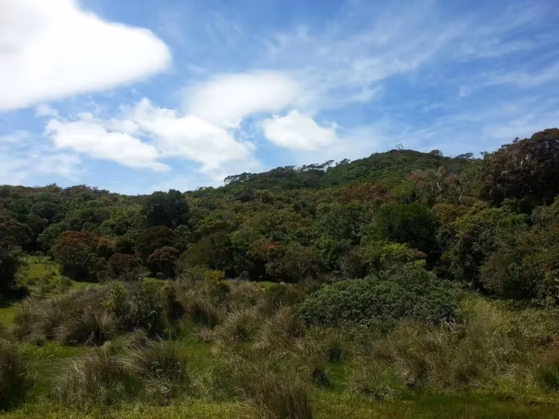 Mata Atlantica bei Fortaleza Cambara Do Sul