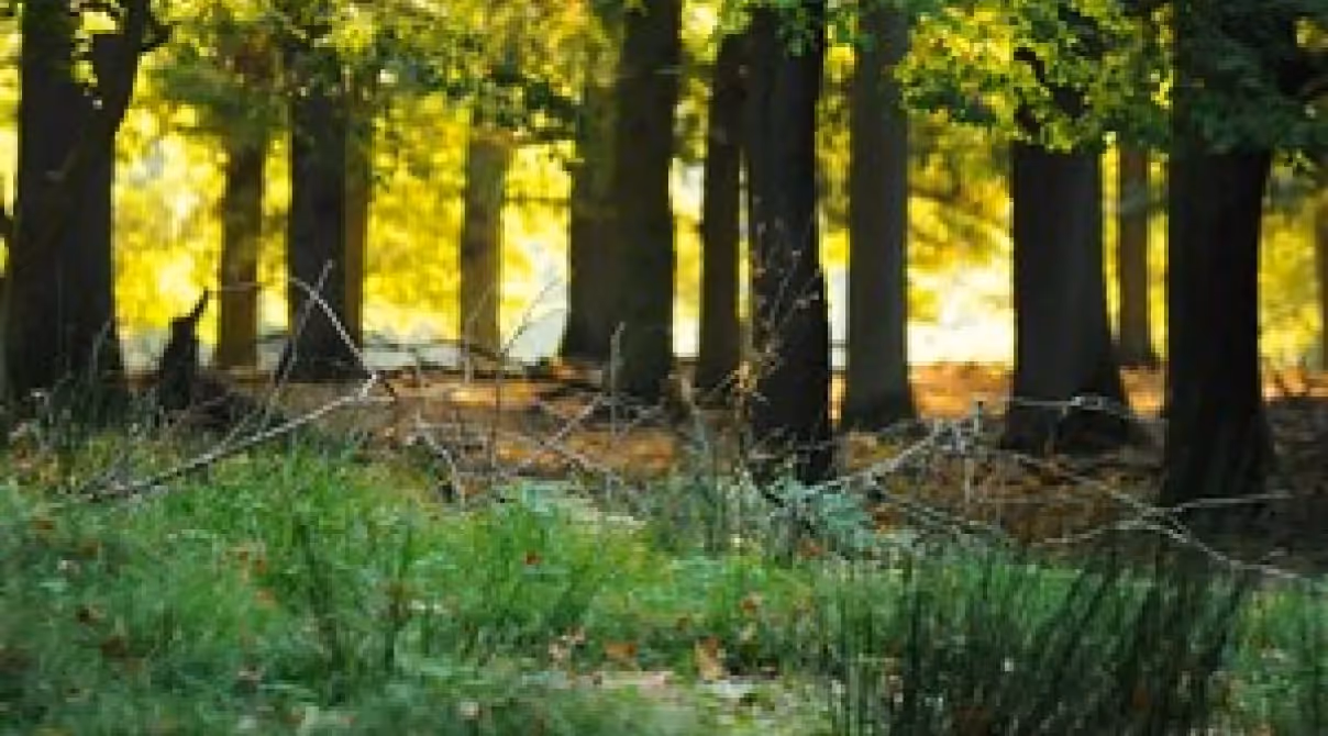 Umweltaktivisten im Hambacher Forst