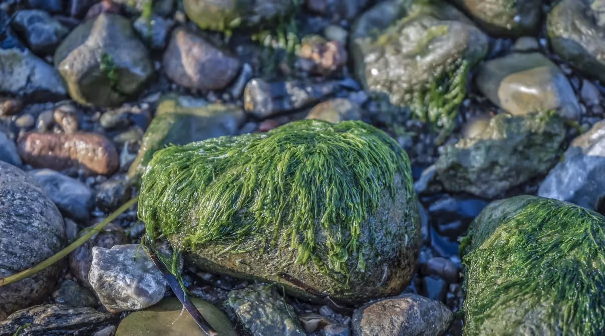 Seegras gegen den Klimawandel – die Wunderwaffe aus dem Meer?