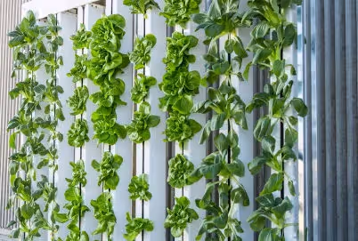 Vertical Farming