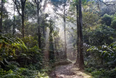 COVID 19, Die Rache aus dem Regenwald?