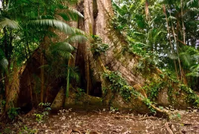 CIKEL REDD APD Projekt im brasilianischen Urwald