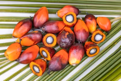 Palmöl und Palmölplantagen zerstören Regenwals