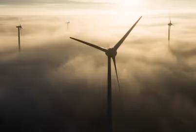 Windparks und Insektensterben – besteht ein Zusammenhang?