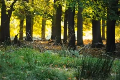 Umweltaktivisten im Hambacher Forst