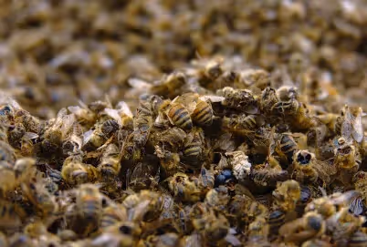 Weltweites Bienensterben