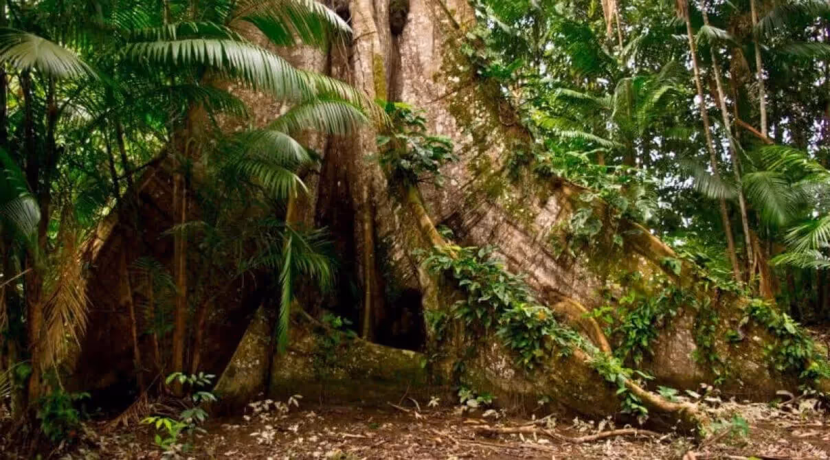 CIKEL REDD APD Projekt im brasilianischen Urwald
